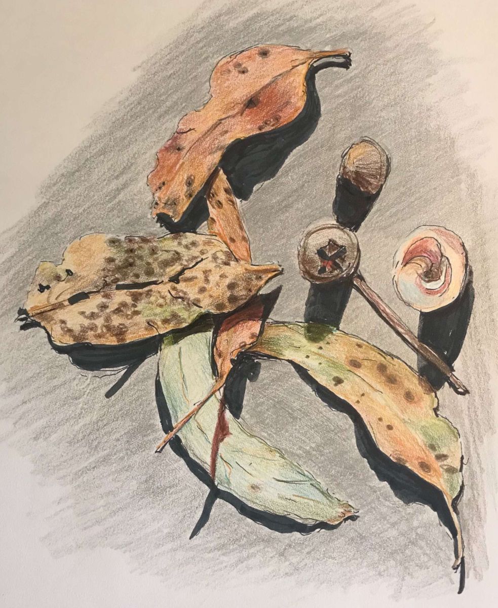 Nature Finds