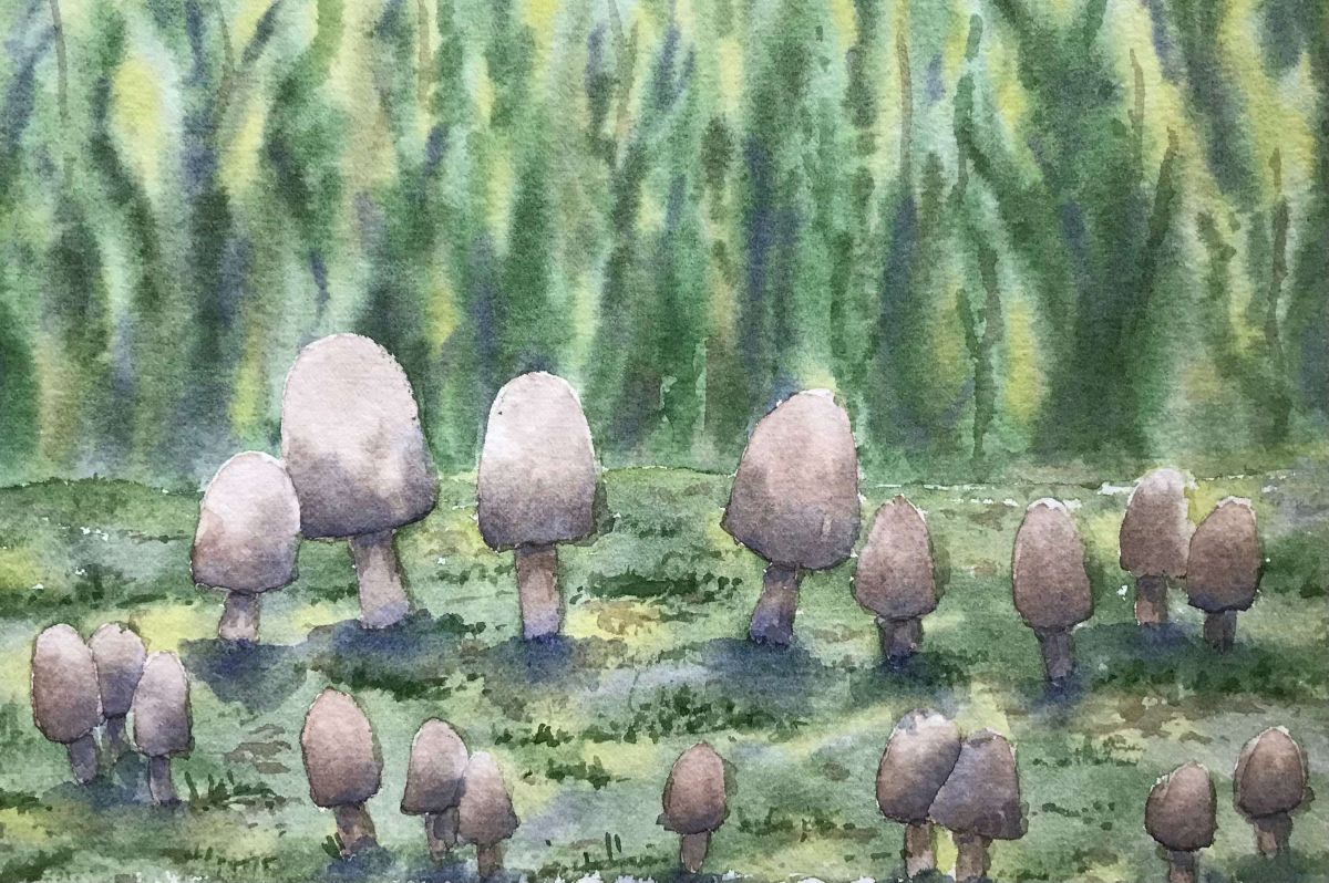 Strawberry Canyon Fungi 