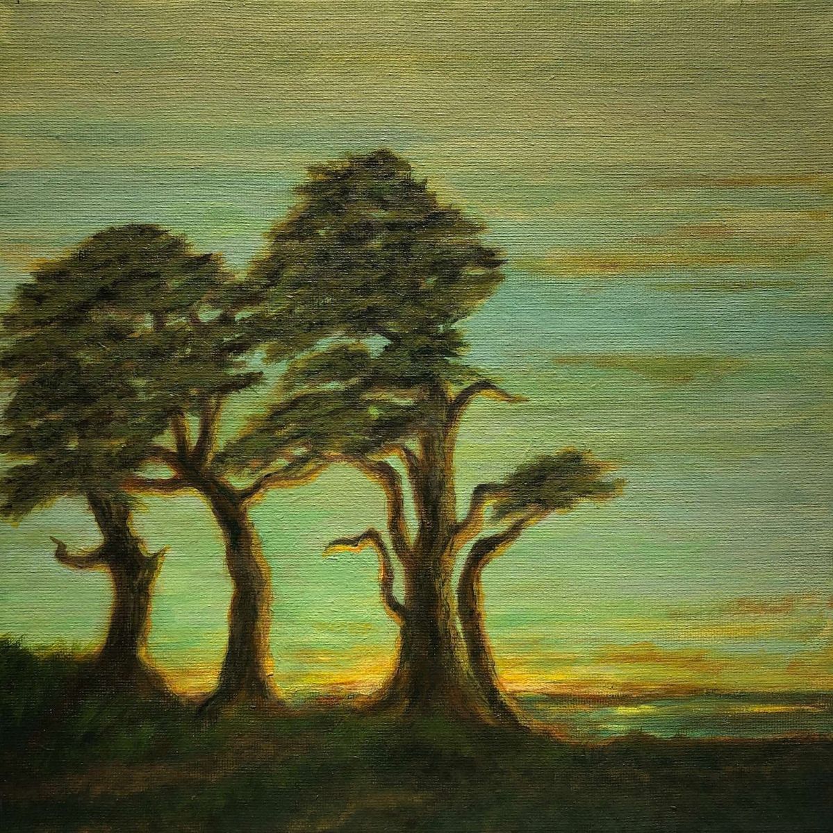 Sunset Cypress