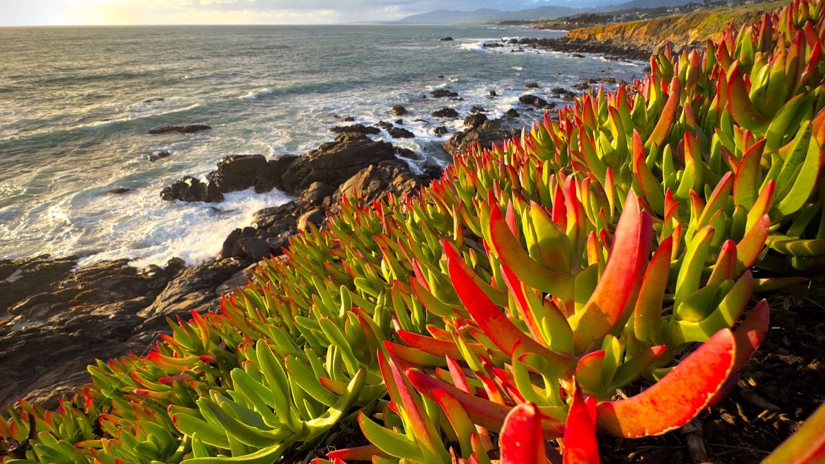 GONE - series of 12 ice plant images
