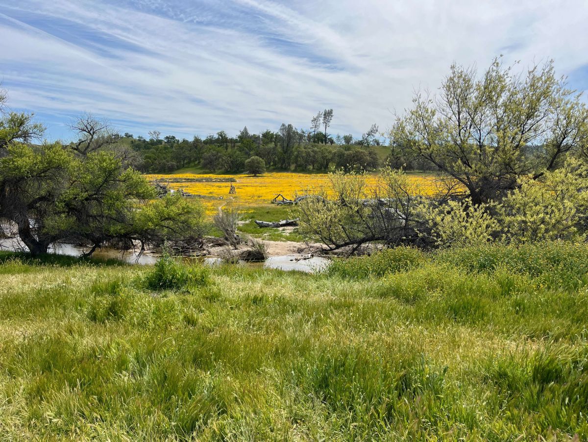 Peek at the Superbloom