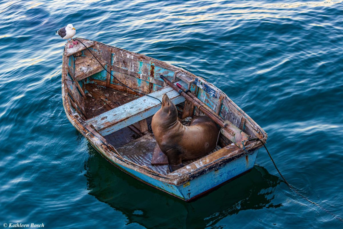 The Sea Gull & The Sea Lion