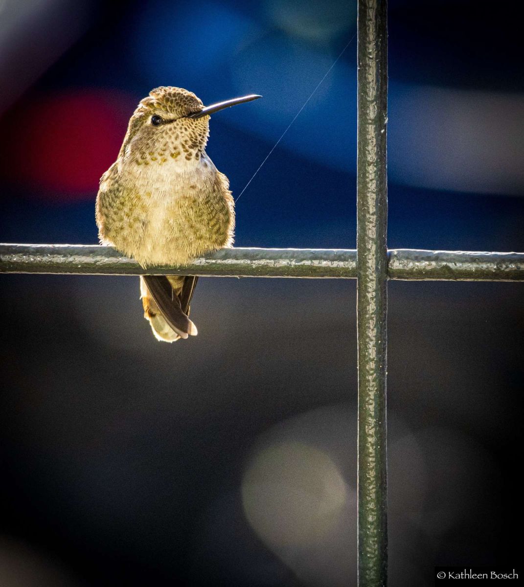 Little Hummer On My Deck