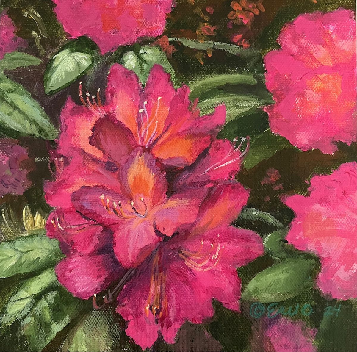 Rhododendron