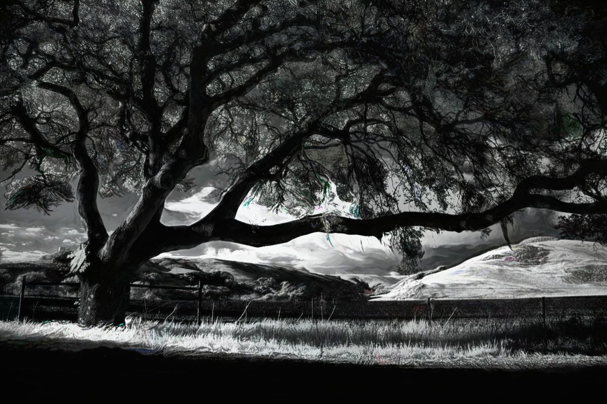 For the Love of a Tree